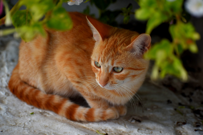 gato laranja