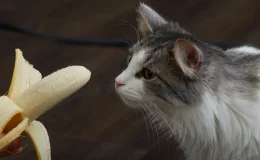 pessoa oferecendo banana para o gato