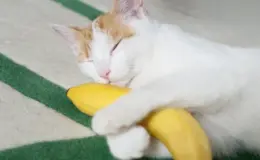 gato comendo banana