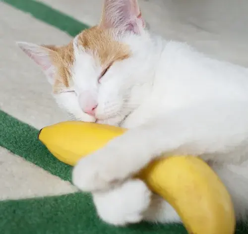 gato comendo banana
