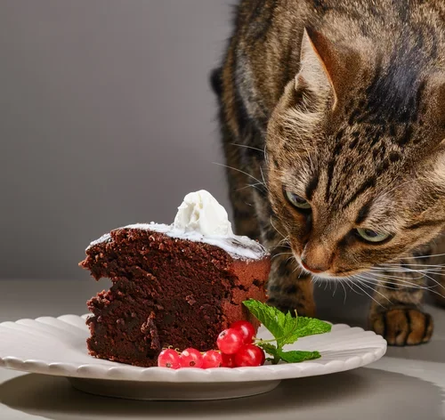 gato olhando para um bolo de chocolate