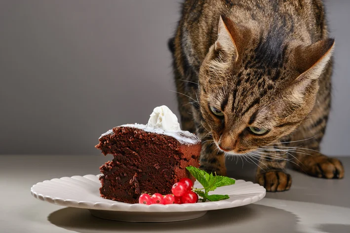 gato olhando para um bolo de chocolate