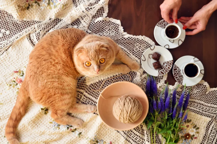 Gato pode comer chocolate