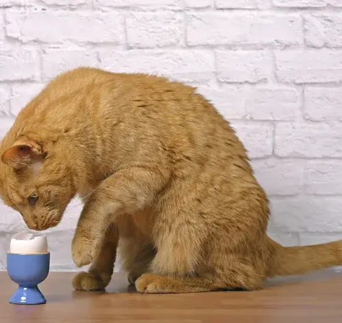 gato tentando comer ovo