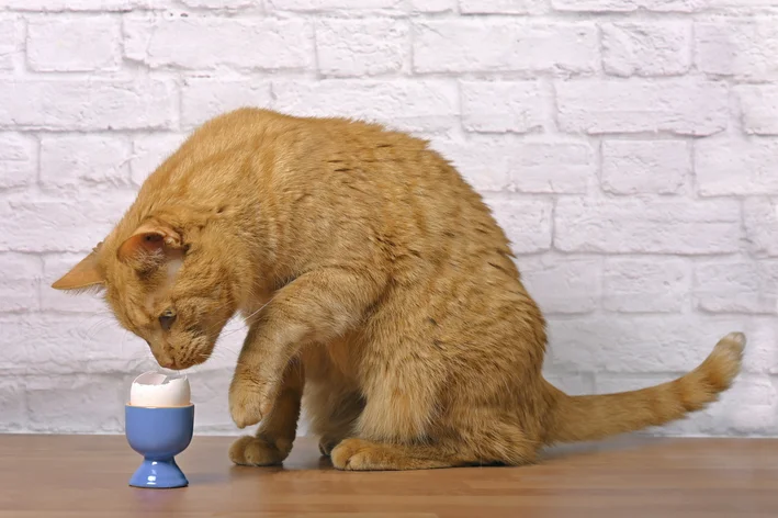 gato tentando comer ovo