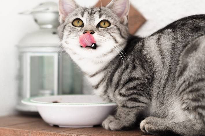 gato pode comer presunto