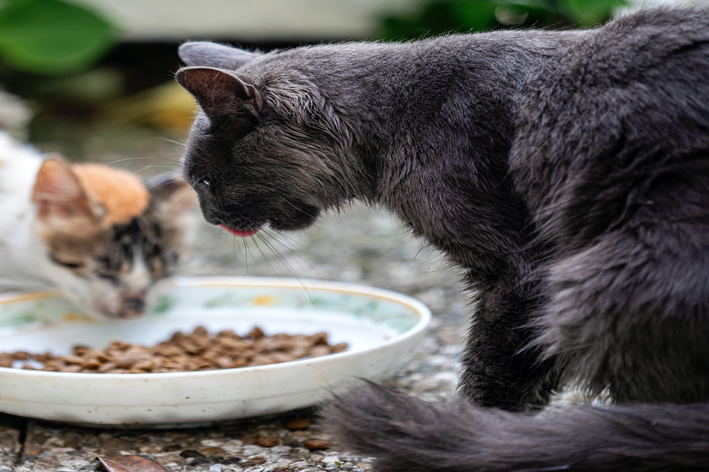 qual a melhor ração para evitar problemas urinários em gatos