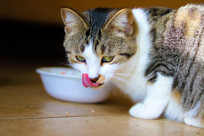 qual a melhor ração para evitar problemas urinários em gatos