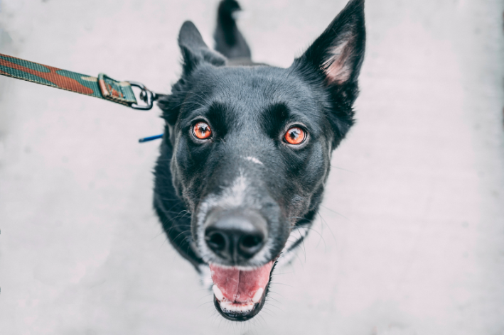 cachorro com coleira olhando para cima