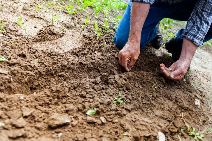 Como fazer decoração com garrafa pet para jardim