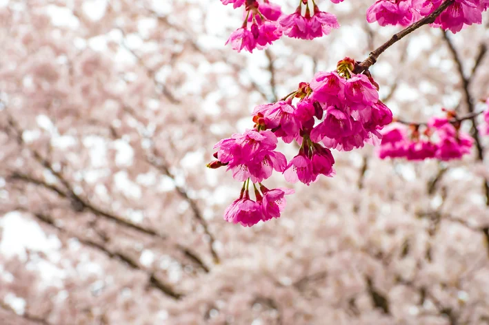 flores de Kanhizakura