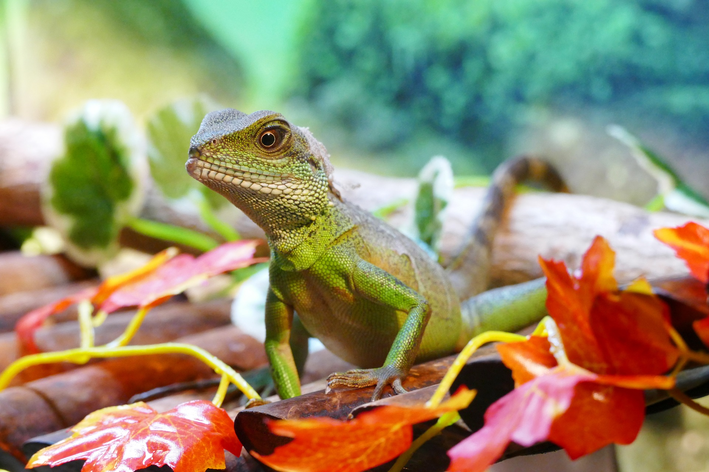 Lagarto: conheça mais sobre as espécies