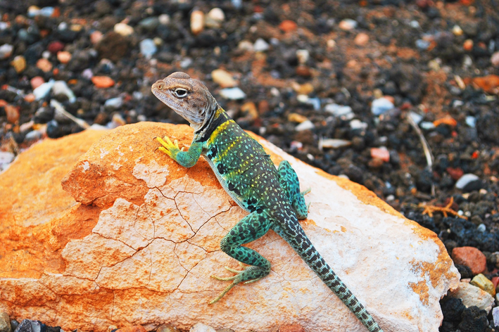 Lagarto: conheça mais sobre as espécies