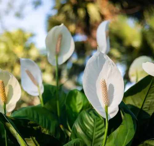 flor de lírio-da-paz