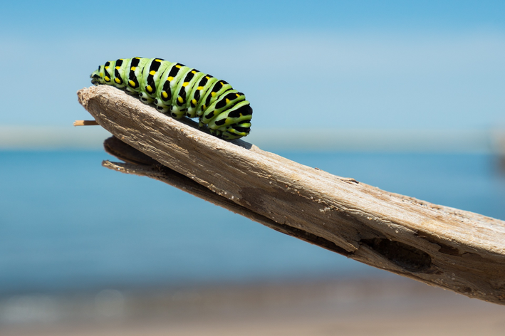 Metamorfose da borboleta