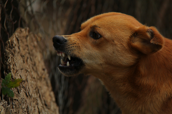 Meu cachorro me mordeu: o que fazer?