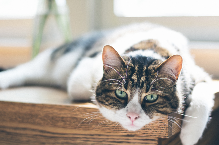 miado de gato alegre