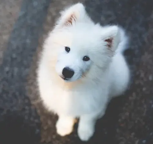 como escolher nomes para cachorro branco