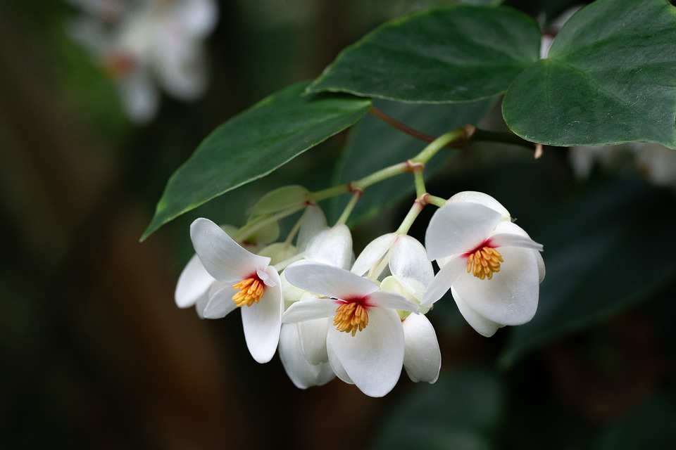 Conheça mais sobra a flora.