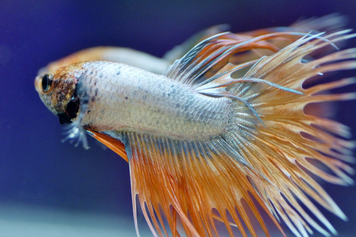 peixe betta prateado com laranja