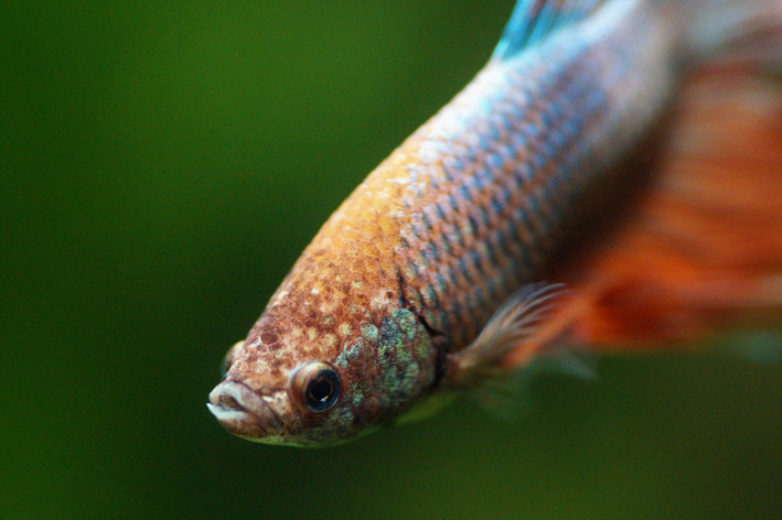 Peixe betta de cauda laranja