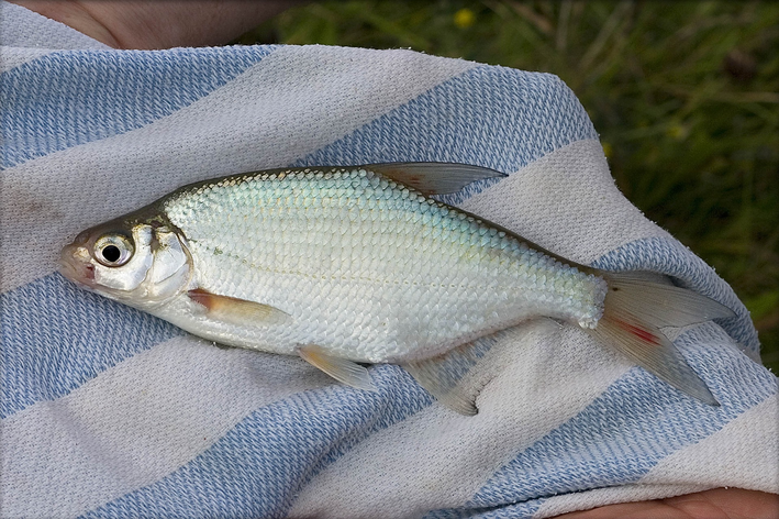 Peixe lambari