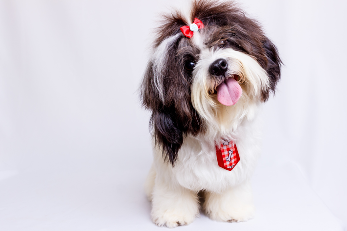 Penteado de cachorro: qual combina com o seu pet?