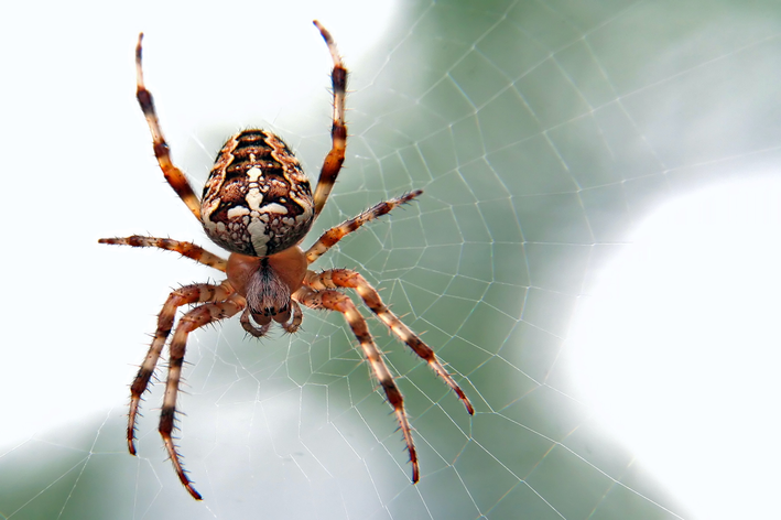 picada de aranha em cachorro