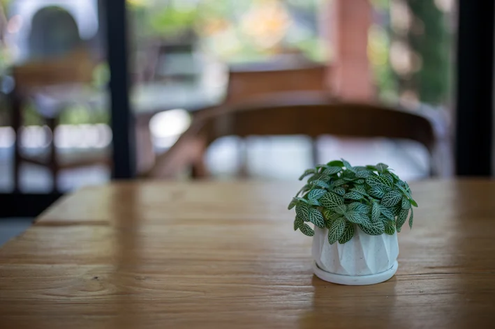 A planta-mosaico em cima da mesa