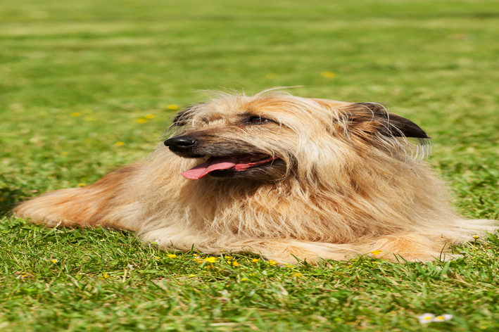 Conheça os diferentes tipos de tosa lhasa apso