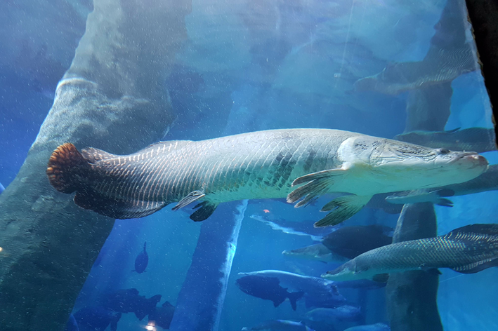 O maior peixe de água doce do mundo