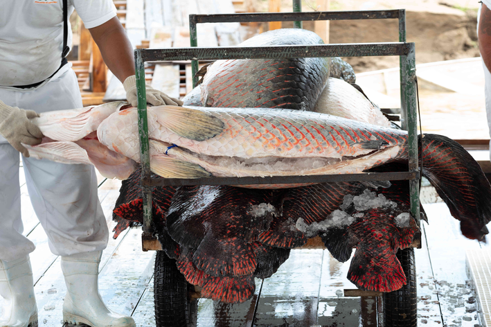 O maior peixe de couro de água doce