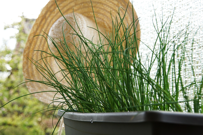 Saiba como plantar cebolinha e tenha sempre em casa