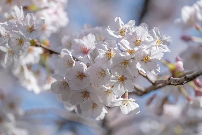 flores de Somei Yoshino 