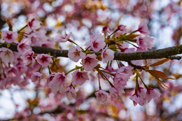 flores de Yamazakura 