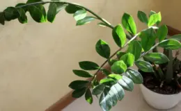 vaso com Zamioculcas