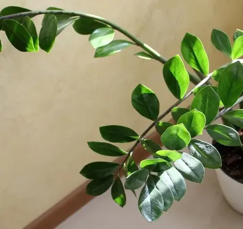 vaso com Zamioculcas