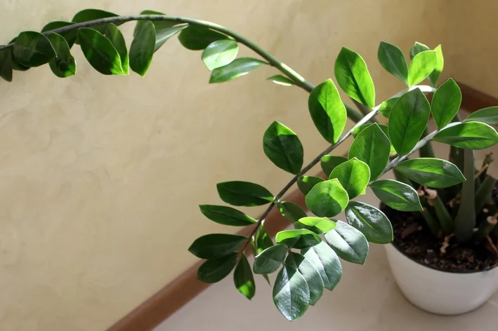 vaso com Zamioculcas