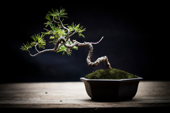 bonsai em vaso