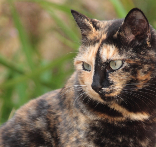 5 curiosidades incríveis sobre o gato escama de tartaruga 1