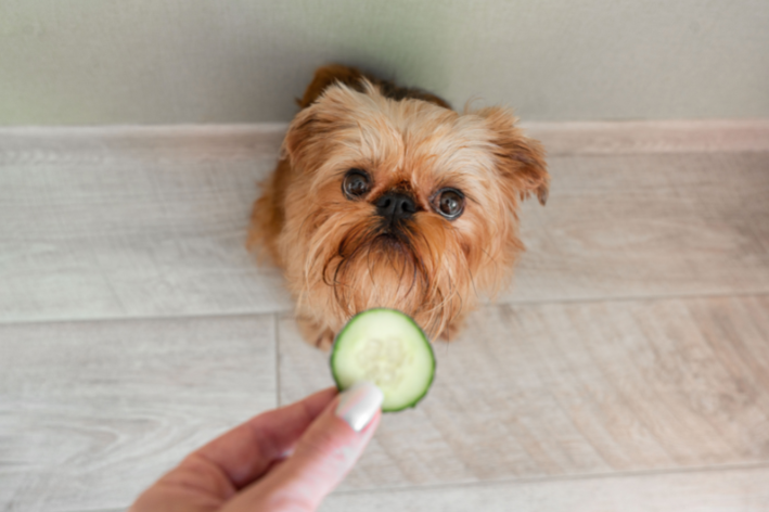 pet comendo pepino