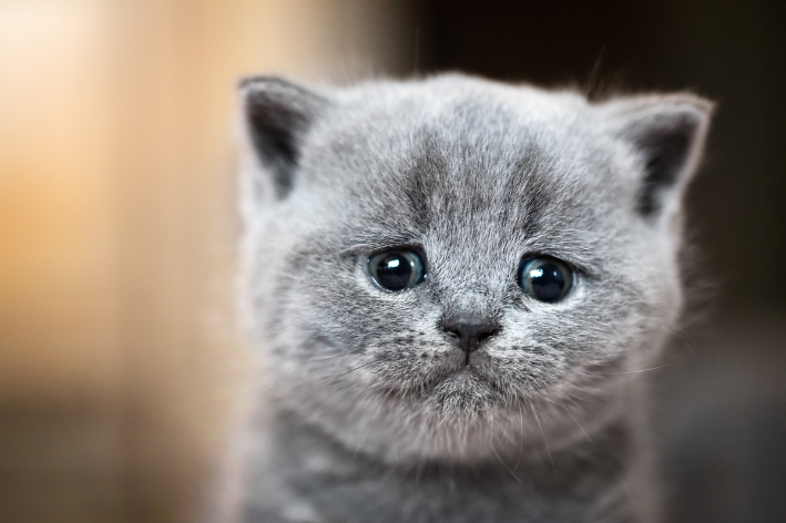 Descubra por que o seu gato está chorando e como ajudar o pet 3