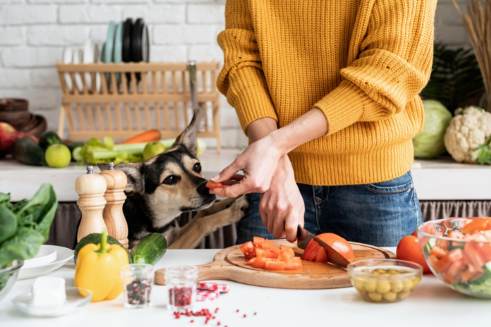 cachorro vegano comendo