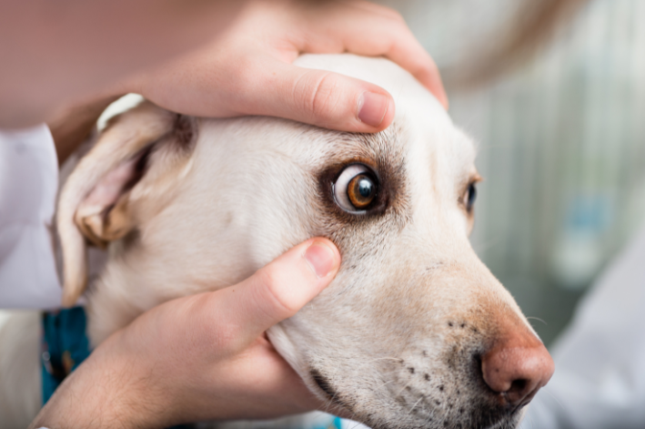 cachorro com olho inchado