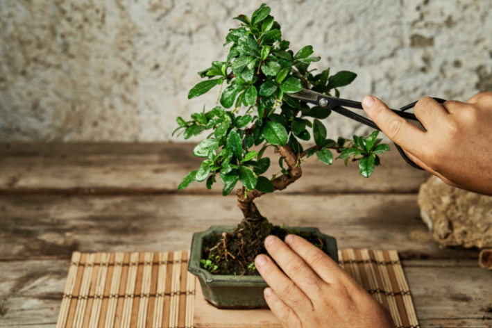 como cuidar de bonsai