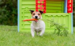 cachorro vegano