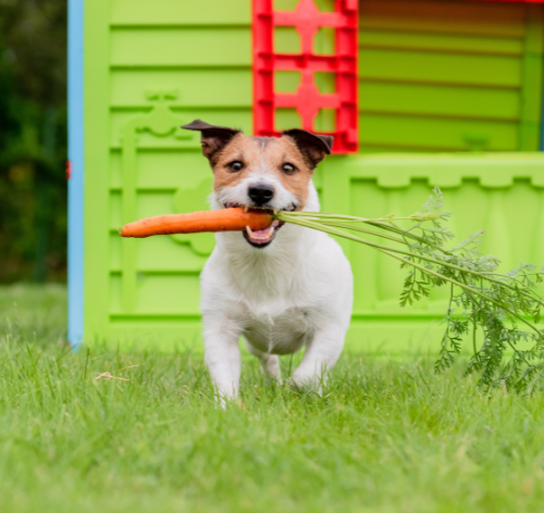 cachorro vegano