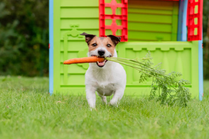 cachorro vegano