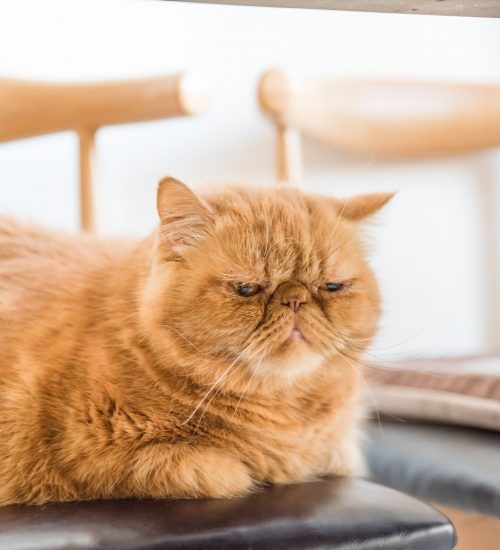 gato persa teacup