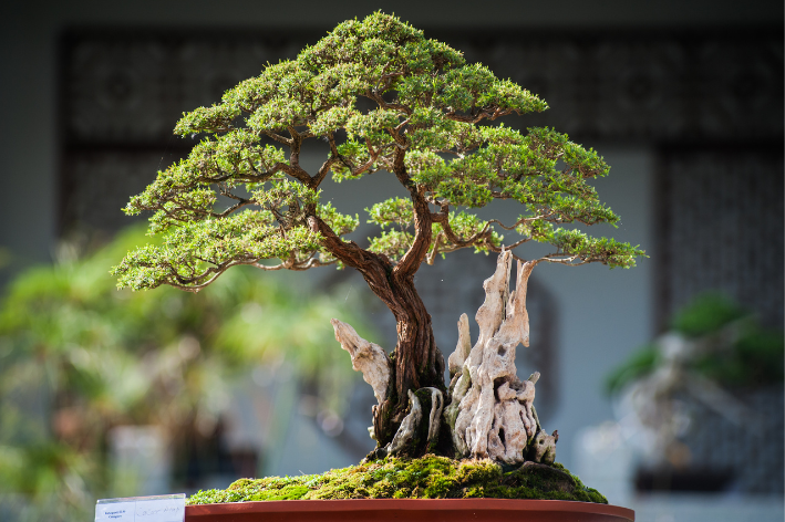 bonsai